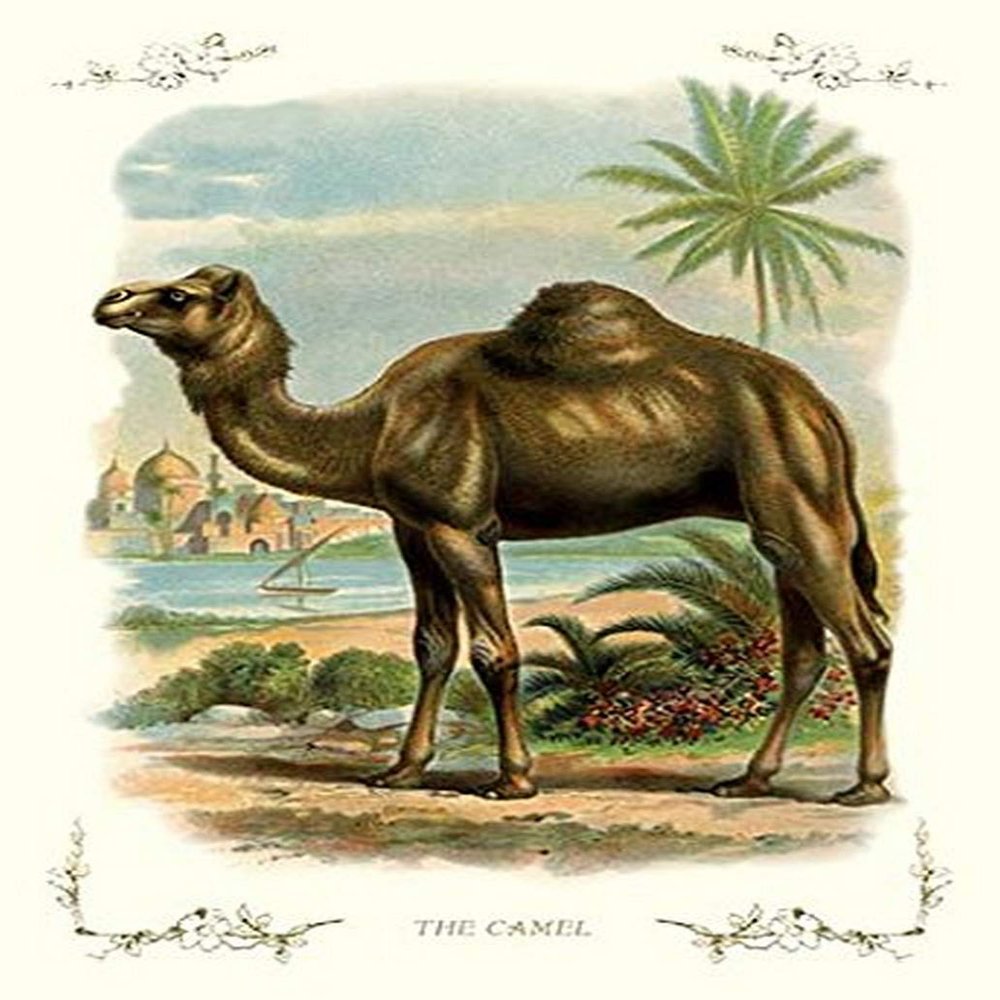 Buyenlarge 'The Camel' Paper Poster, 20 by 30-Inch