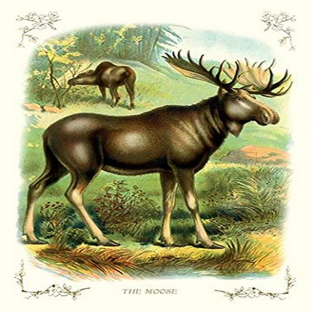 Buyenlarge 'The Moose' Paper Poster, 20 by 30-Inch