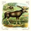Buyenlarge 'The Moose' Paper Poster, 20 by 30-Inch view 1