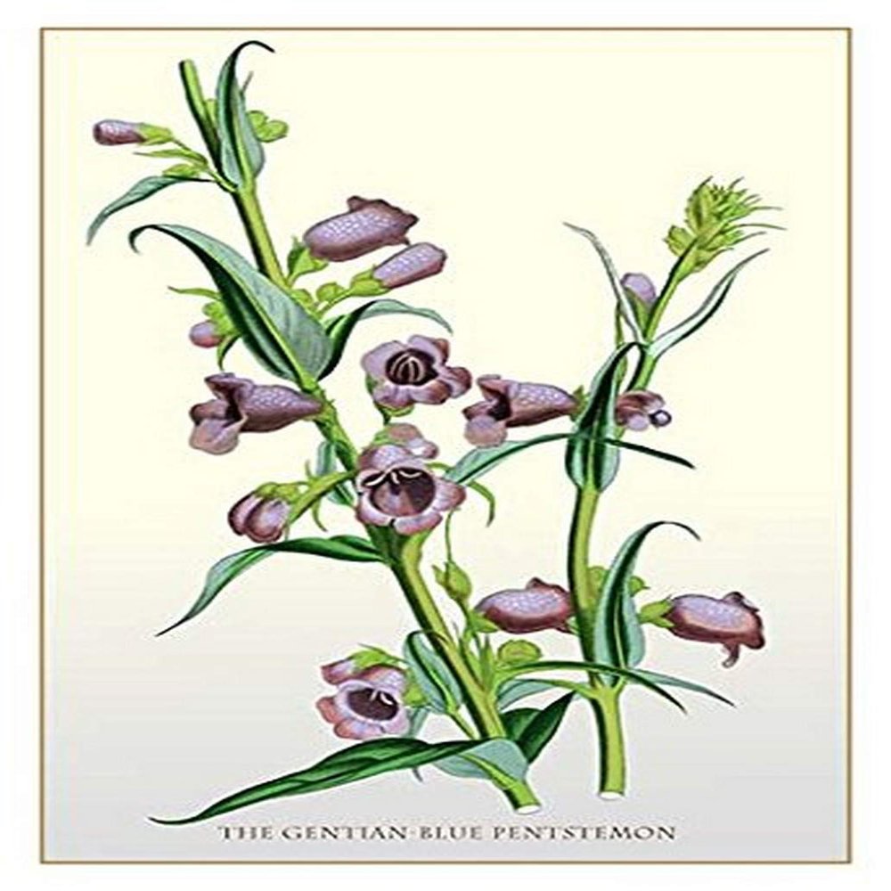 Buyenlarge 'The Gentian-Blue Pentstemon' Paper Poster, 20 by 30-Inch