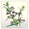 Buyenlarge 'The Gentian-Blue Pentstemon' Paper Poster, 20 by 30-Inch view 1