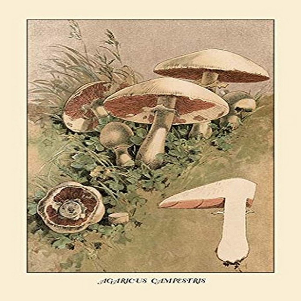 Buyenlarge 'Agaricus Campestris' Paper Poster, 20 by 30-Inch