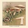 Buyenlarge 'Agaricus Campestris' Paper Poster, 20 by 30-Inch view 1