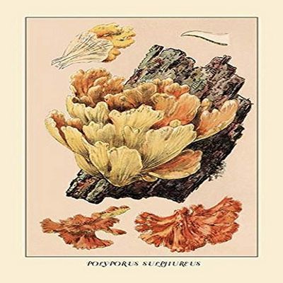 Buyenlarge 'Polyporus Sulphureus' Paper Poster, 20 by 30-Inch