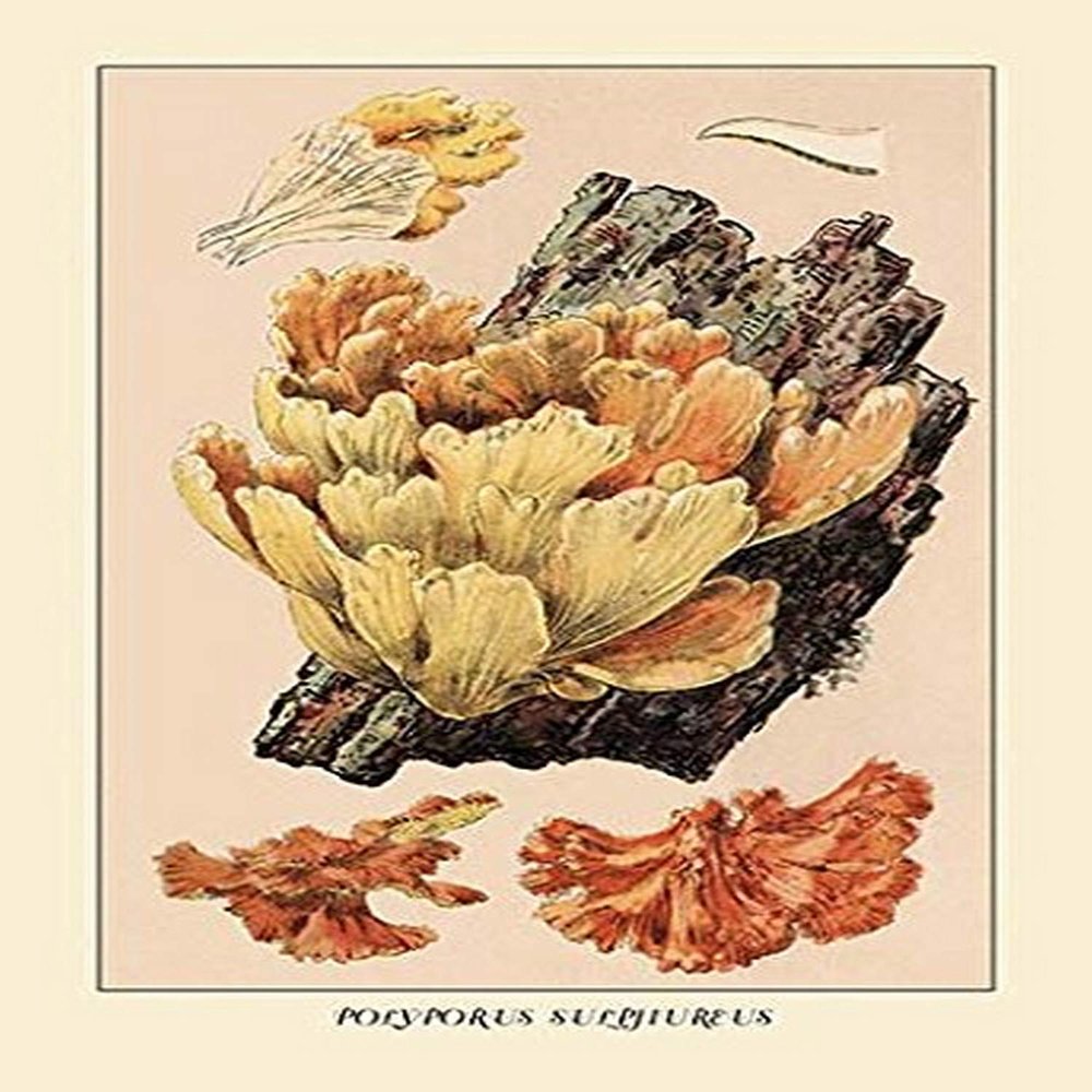 Buyenlarge 'Polyporus Sulphureus' Paper Poster, 20 by 30-Inch