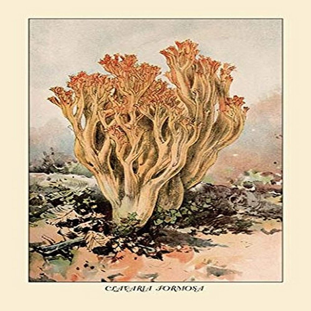 Buyenlarge 'Clavaria Formosa' Paper Poster, 20 by 30-Inch