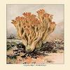 Buyenlarge 'Clavaria Formosa' Paper Poster, 20 by 30-Inch view 1