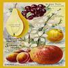 Buyenlarge '5 Grand Fruits' Paper Poster, 20 by 30-Inch view 1