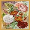 Buyenlarge 'My Bouquet Collection of Five New Floral Beauties' Paper Poster, 20 by 30-Inch view 1