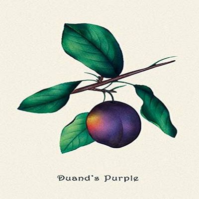 Buyenlarge 'Duand's Purple Grapes' Paper Poster, 20 by 30-Inch
