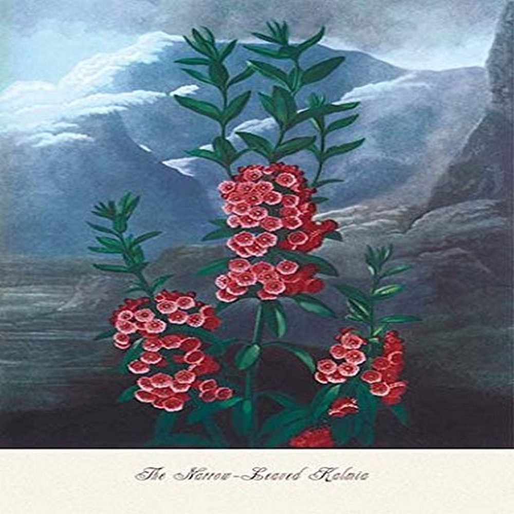 Buyenlarge 'The Narrow-Leaved Kalima' Paper Poster, 20 by 30-Inch