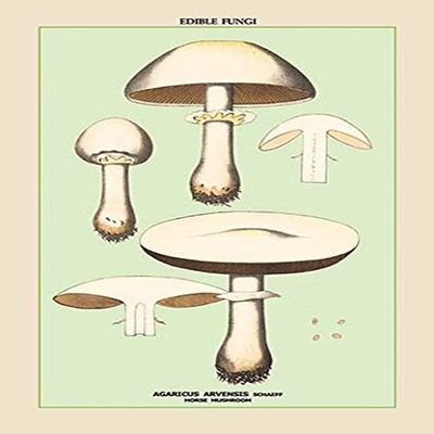 Buyenlarge 'Edible Fungi: Horse Mushroom' Paper Poster, 20 by 30-Inch