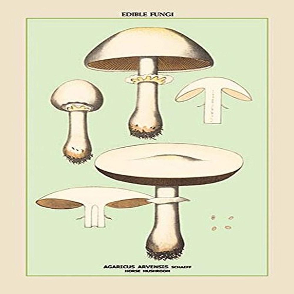 Buyenlarge 'Edible Fungi: Horse Mushroom' Paper Poster, 20 by 30-Inch