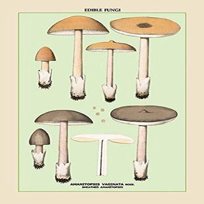 Buyenlarge 'Edible Fungi: Sheathed Amanitopsis' Paper Poster, 20 by 30-Inch