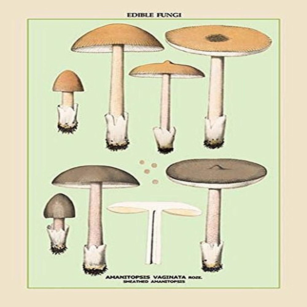 Buyenlarge 'Edible Fungi: Sheathed Amanitopsis' Paper Poster, 20 by 30-Inch
