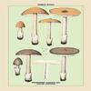 Buyenlarge 'Edible Fungi: Sheathed Amanitopsis' Paper Poster, 20 by 30-Inch view 1