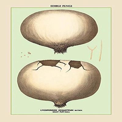 Buyenlarge 'Edible Fungi: Giant Puff-Ball' Paper Poster, 20 by 30-Inch
