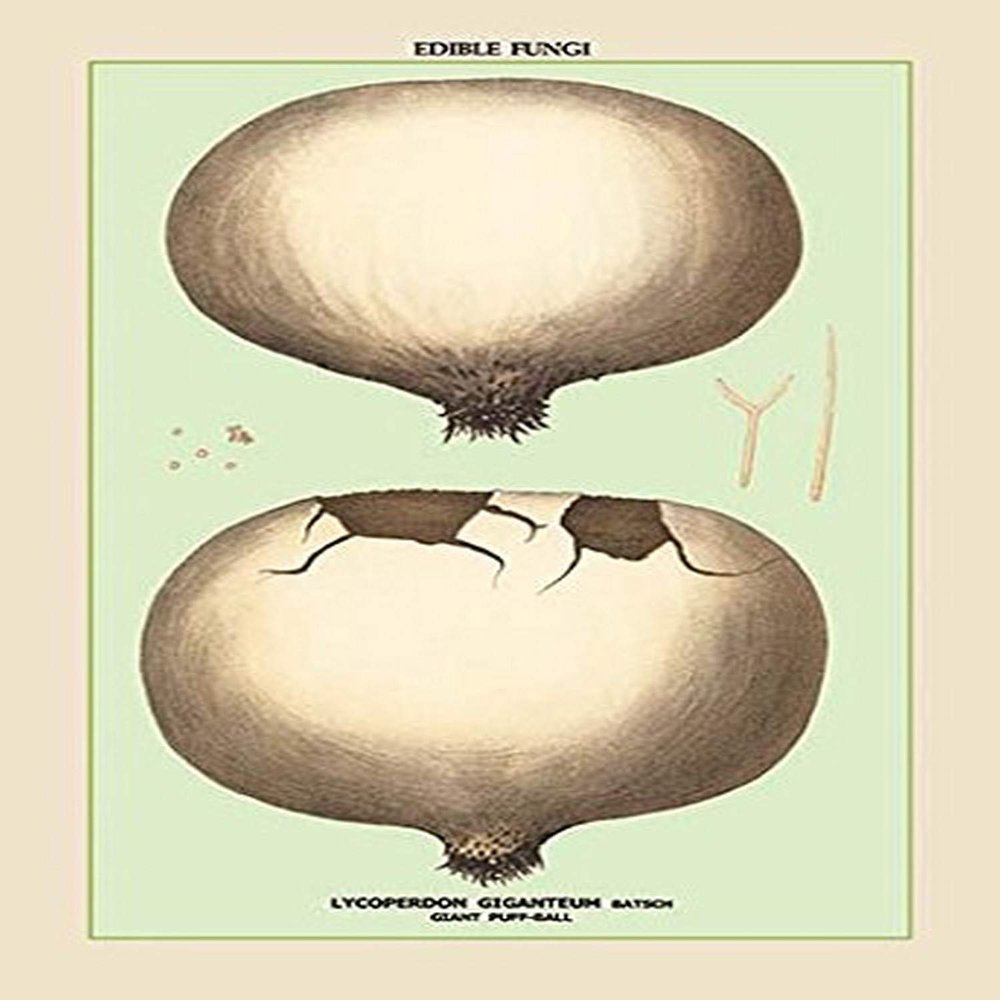 Buyenlarge 'Edible Fungi: Giant Puff-Ball' Paper Poster, 20 by 30-Inch