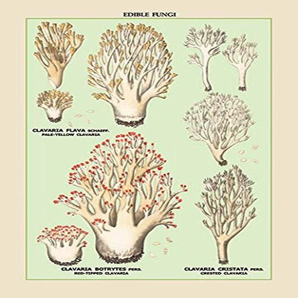 Buyenlarge 'Edible Fungi: Red-Tipped, Crested and Pale-Yellow Clavaria' Paper Poster, 20 by 30-Inch