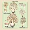 Buyenlarge 'Edible Fungi: Red-Tipped, Crested and Pale-Yellow Clavaria' Paper Poster, 20 by 30-Inch view 1