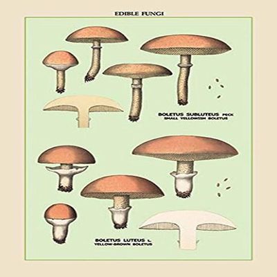 Buyenlarge 'Edible Fungi: Boletus Luteus and Subluteus' Paper Poster, 20 by 30-Inch
