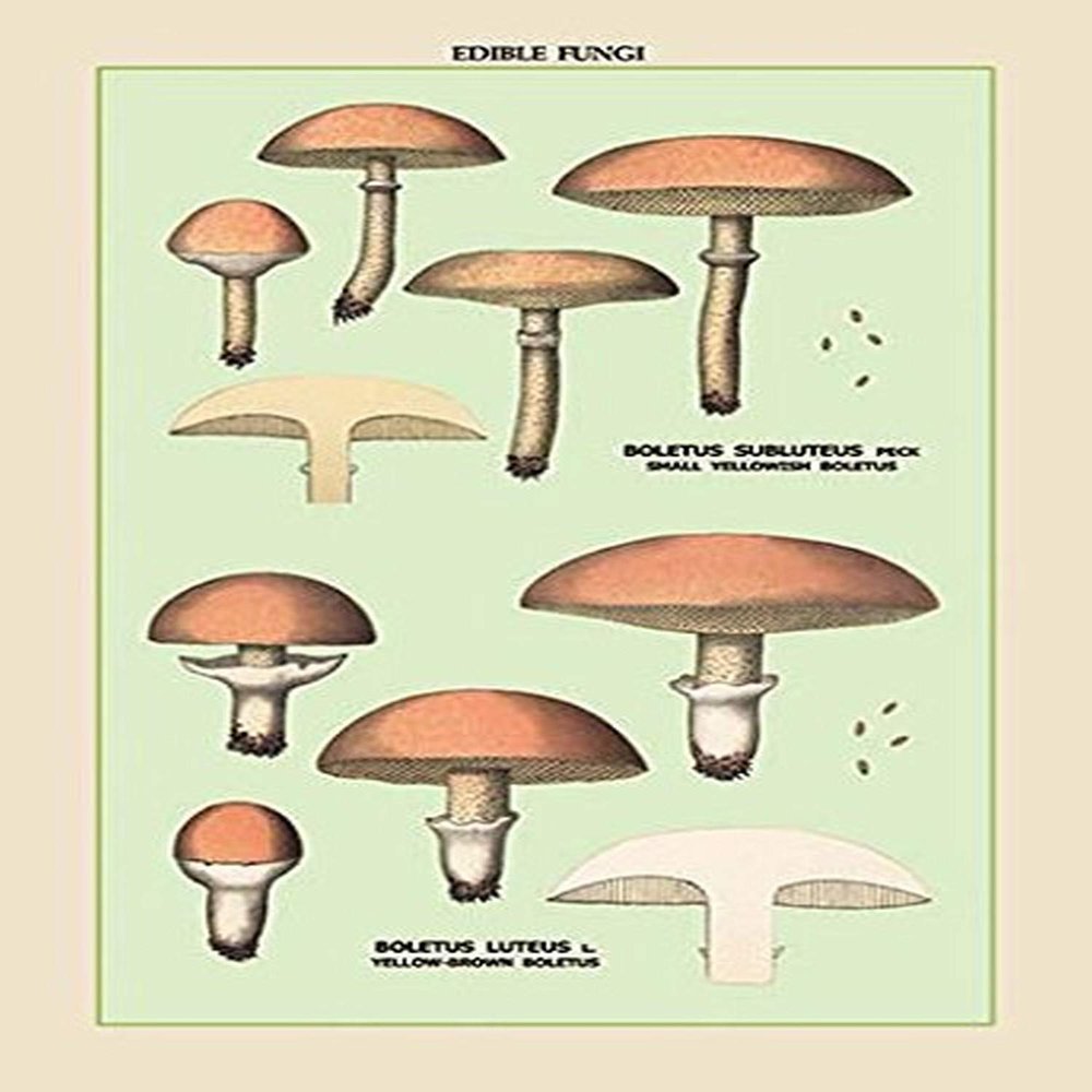 Buyenlarge 'Edible Fungi: Boletus Luteus and Subluteus' Paper Poster, 20 by 30-Inch