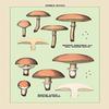 Buyenlarge 'Edible Fungi: Boletus Luteus and Subluteus' Paper Poster, 20 by 30-Inch view 1