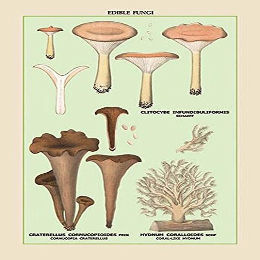 Buyenlarge 'Edible Fungi: Coral-Like Hydnum' Paper Poster, 20 by 30-Inch