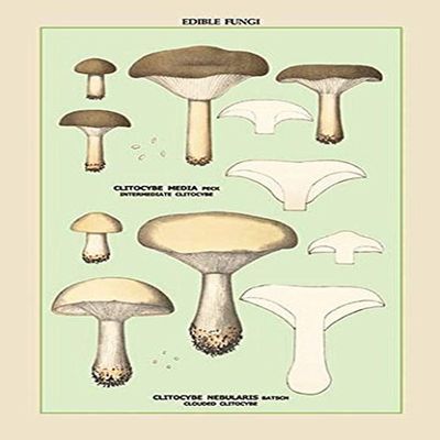 Buyenlarge 'Edible Fungi: Clouded Clitocybe' Paper Poster, 20 by 30-Inch