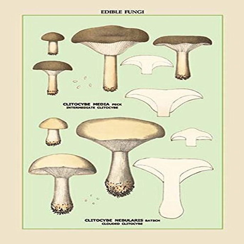 Buyenlarge 'Edible Fungi: Clouded Clitocybe' Paper Poster, 20 by 30-Inch