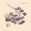 Buyenlarge 'Orchid: Vanda Coerulescens' Paper Poster, 20 by 30-Inch view 1