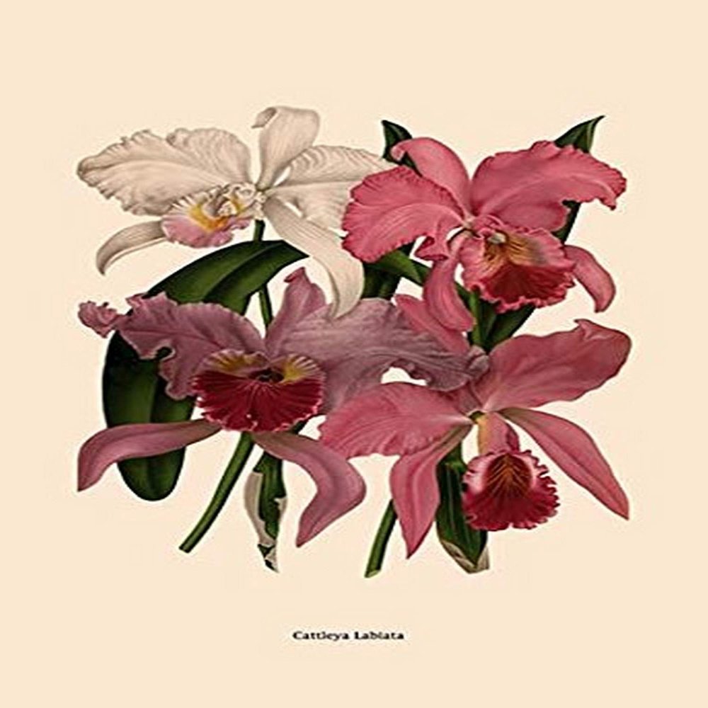 Buyenlarge 'Orchid: Cattleya Labiata' Paper Poster, 20 by 30-Inch