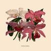 Buyenlarge 'Orchid: Cattleya Labiata' Paper Poster, 20 by 30-Inch view 1