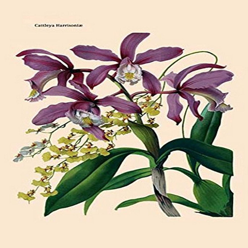 Buyenlarge 'Orchid: Cattleya Harrisoniae' Paper Poster, 20 by 30-Inch
