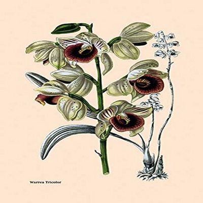 Buyenlarge 'Orchid: Warrea Tricolor' Paper Poster, 20 by 30-Inch