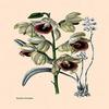 Buyenlarge 'Orchid: Warrea Tricolor' Paper Poster, 20 by 30-Inch view 1