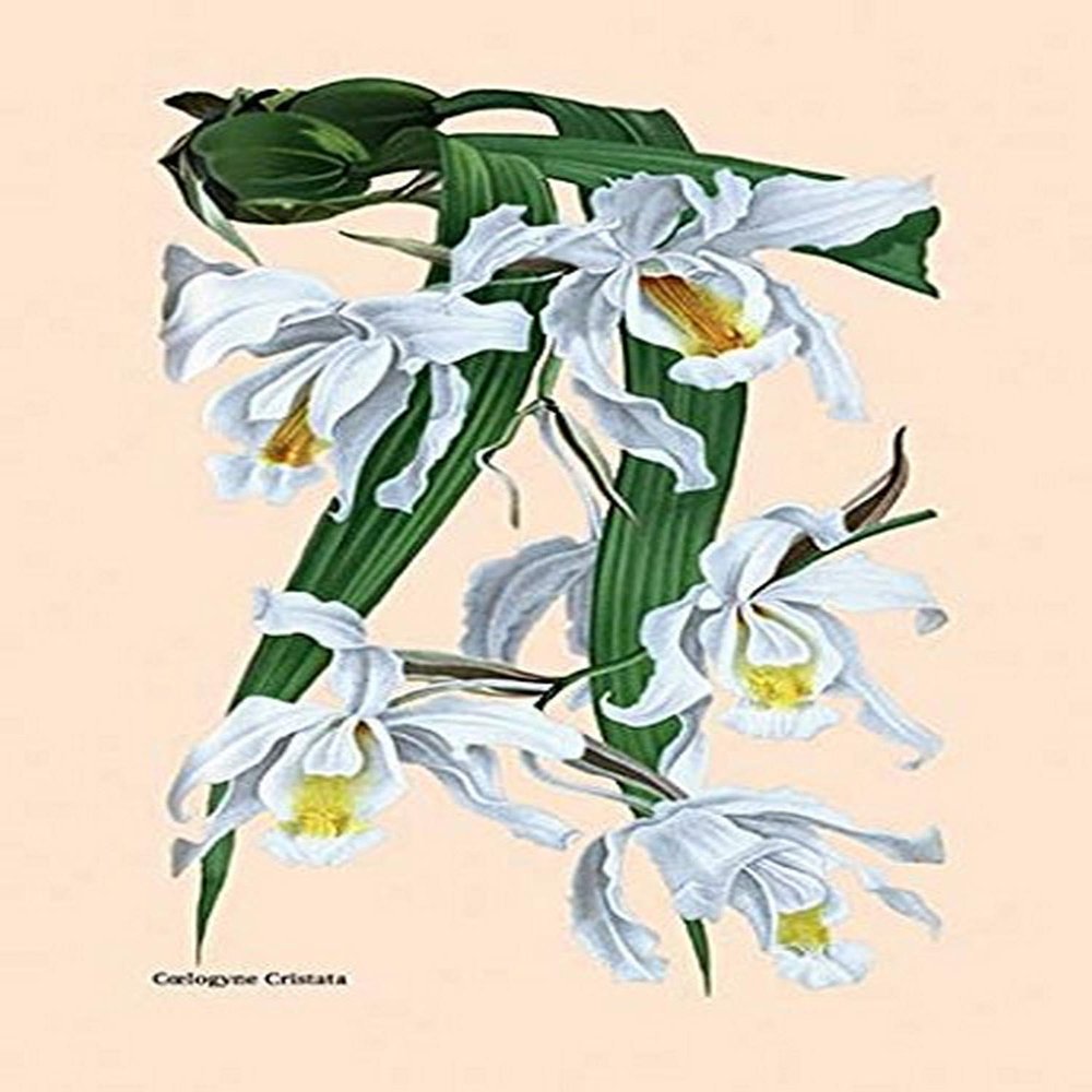 Buyenlarge 'Orchid: Coelogyne Cristata' Paper Poster, 20 by 30-Inch