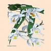 Buyenlarge 'Orchid: Coelogyne Cristata' Paper Poster, 20 by 30-Inch view 1