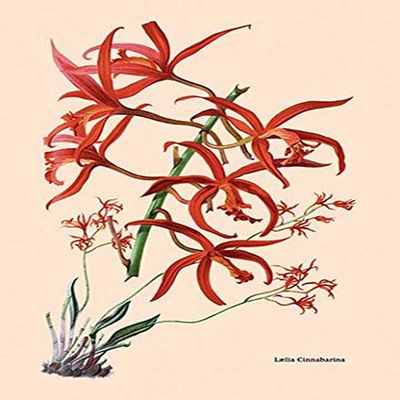 Buyenlarge 'Orchid: Laelia Cinnabarina' Paper Poster, 20 by 30-Inch