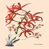 Buyenlarge 'Orchid: Laelia Cinnabarina' Paper Poster, 20 by 30-Inch view 1
