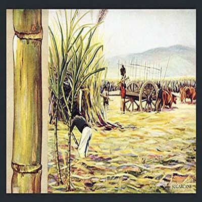 Buyenlarge 'Sugarcane' Paper Poster, 20 by 30-Inch
