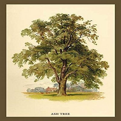 Buyenlarge 'Ash Tree' Paper Poster, 20 by 30-Inch