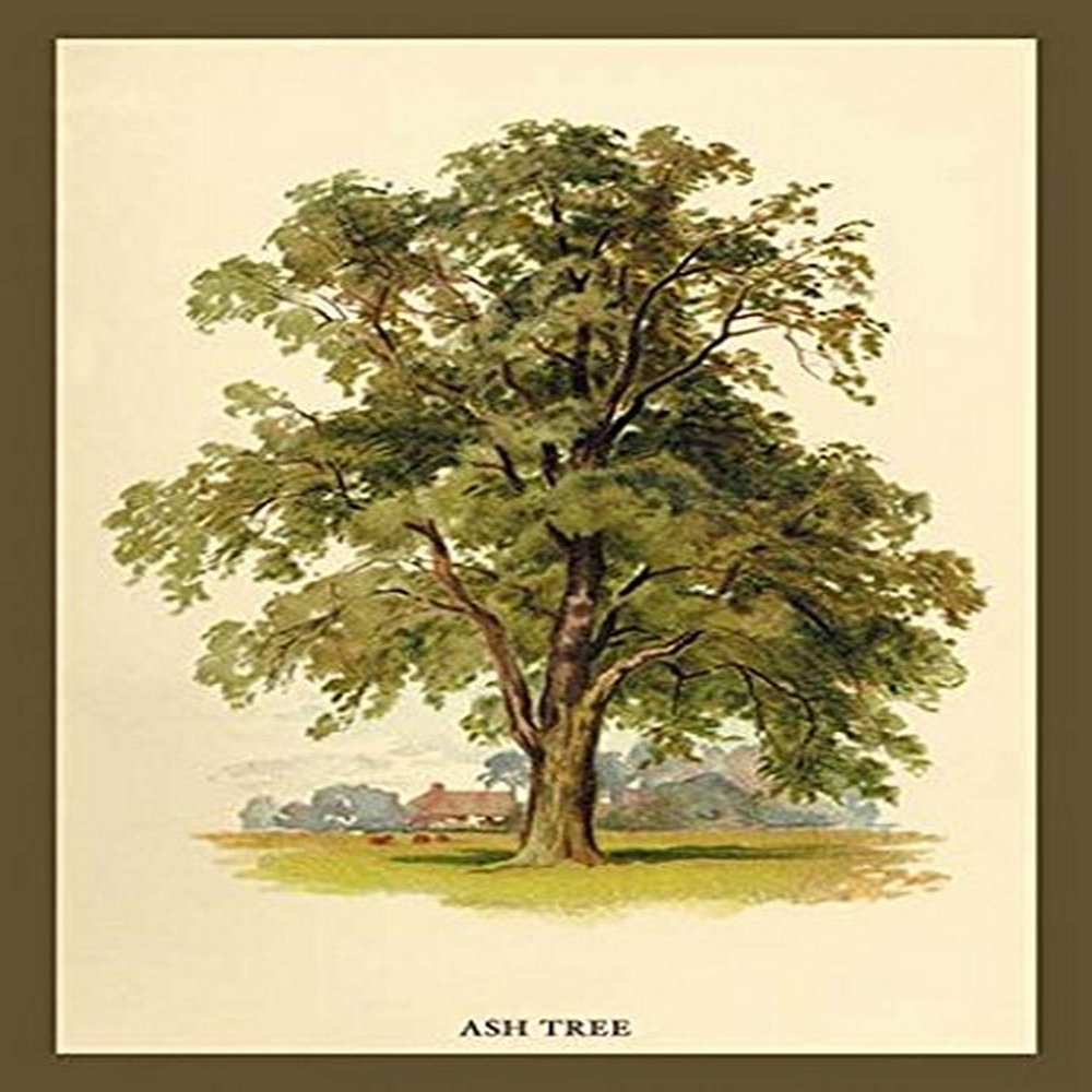 Buyenlarge 'Ash Tree' Paper Poster, 20 by 30-Inch