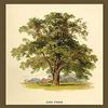 Buyenlarge 'Ash Tree' Paper Poster, 20 by 30-Inch view 1