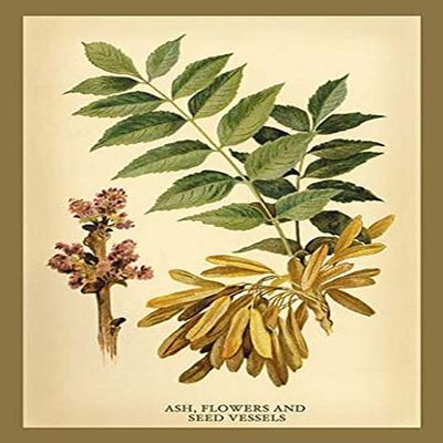 Buyenlarge 'Ash, Flowers and Seed Vessels' Paper Poster, 20 by 30-Inch