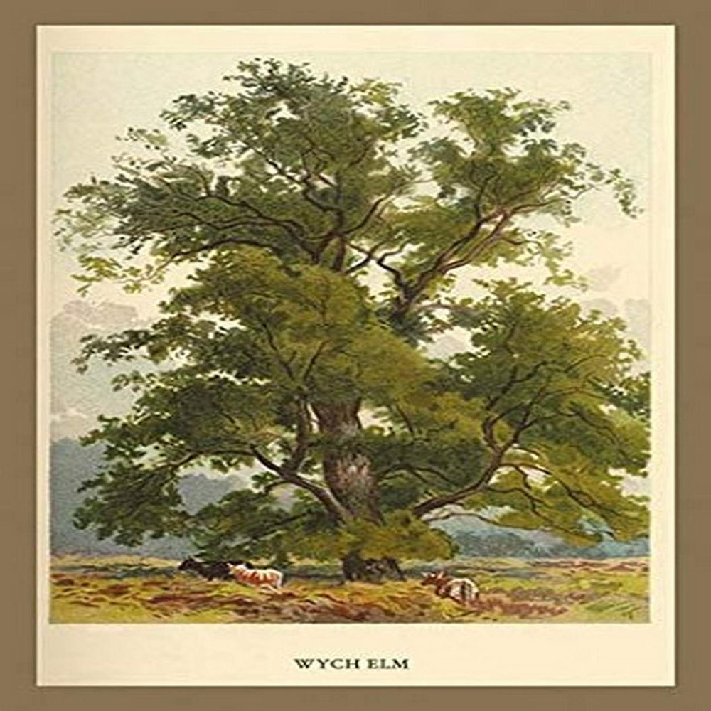 Buyenlarge 'Wych Elm' Paper Poster, 20 by 30-Inch