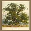 Buyenlarge 'Wych Elm' Paper Poster, 20 by 30-Inch view 1