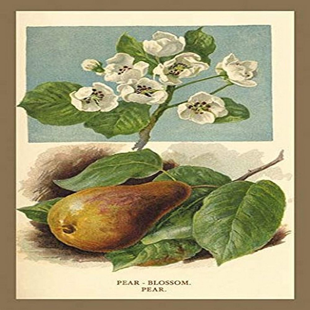 Buyenlarge 'The Pear-Blossom. Pear.' Paper Poster, 20 by 30-Inch