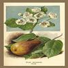Buyenlarge 'The Pear-Blossom. Pear.' Paper Poster, 20 by 30-Inch view 1