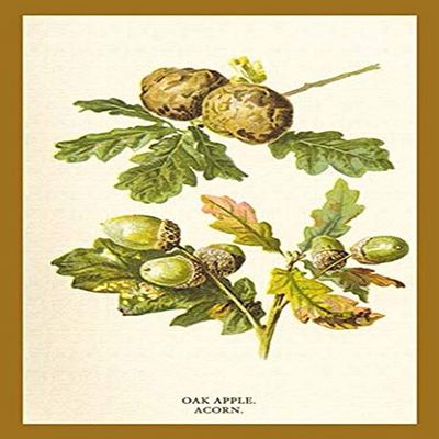 Buyenlarge 'Oak Apple Acorn' Paper Poster, 20 by 30-Inch